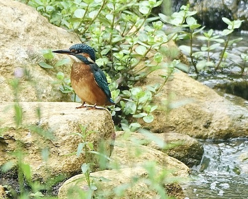 kingfisher